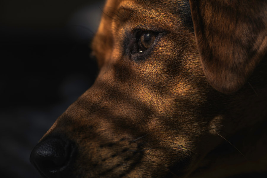 close up brown dog looking sad, animal cruelty