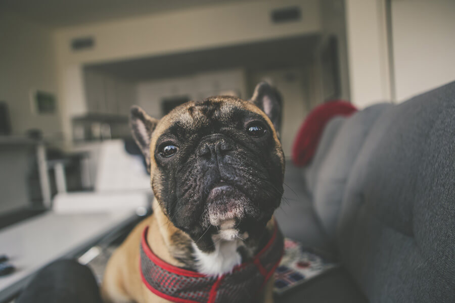 dog sitting on grey sofa, property damage insurance