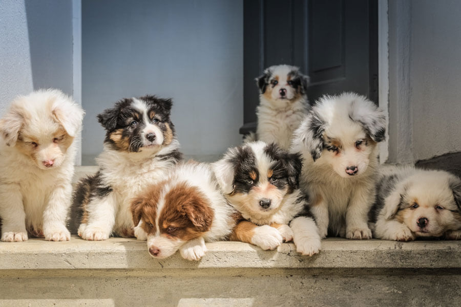 La cria de gossos - els pros i els contres - PetProfessional