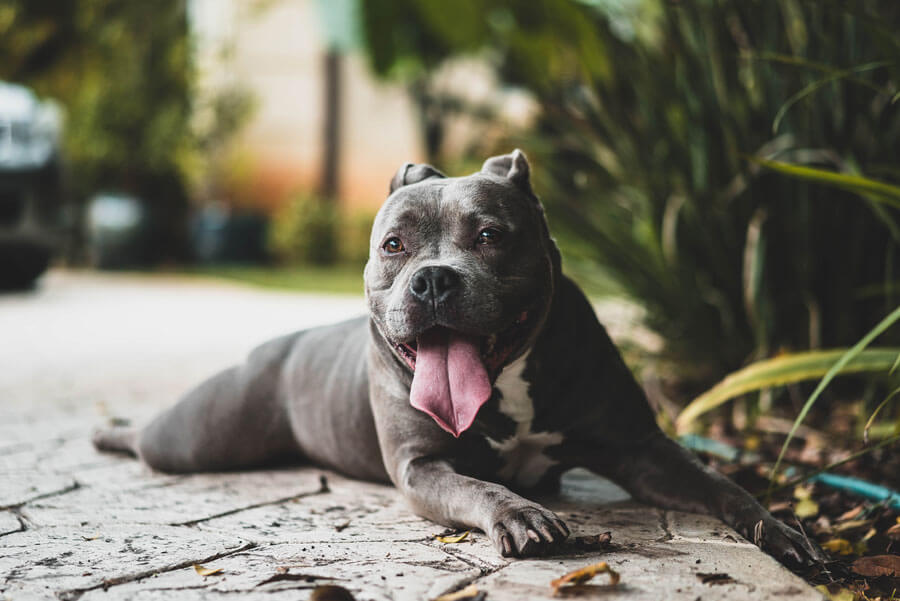 grey staff lying outdoors panting