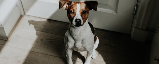 terrier sitting by front door