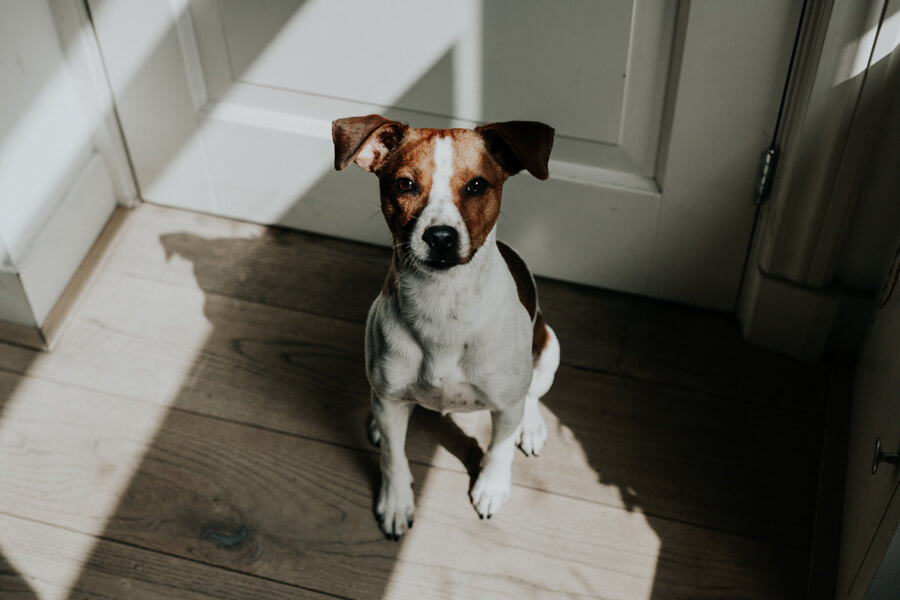 terrier sitting by front door