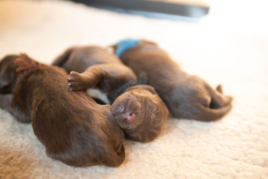 Three brown puppies