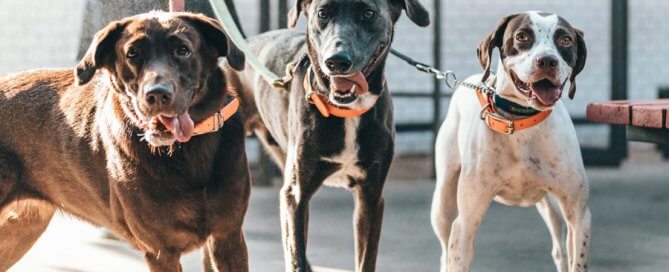 three dogs on leash