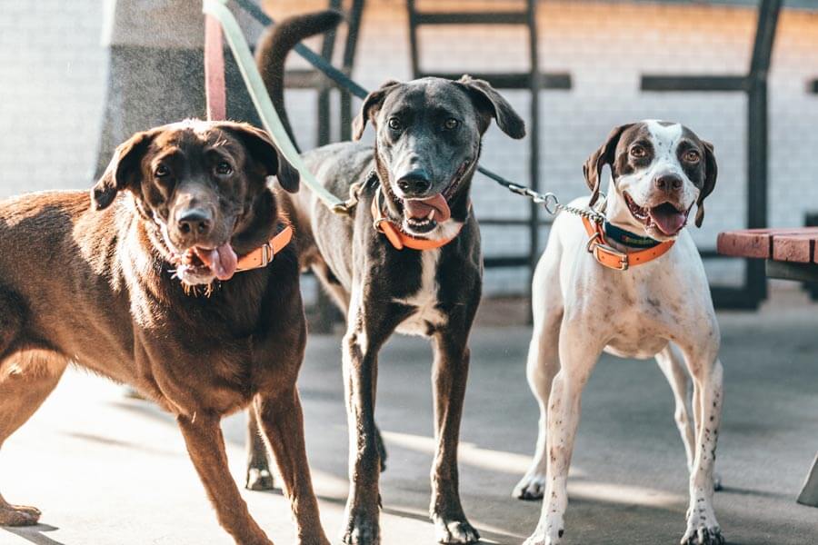 three dogs on leash