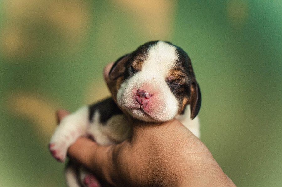 black and white puppy in man's hand