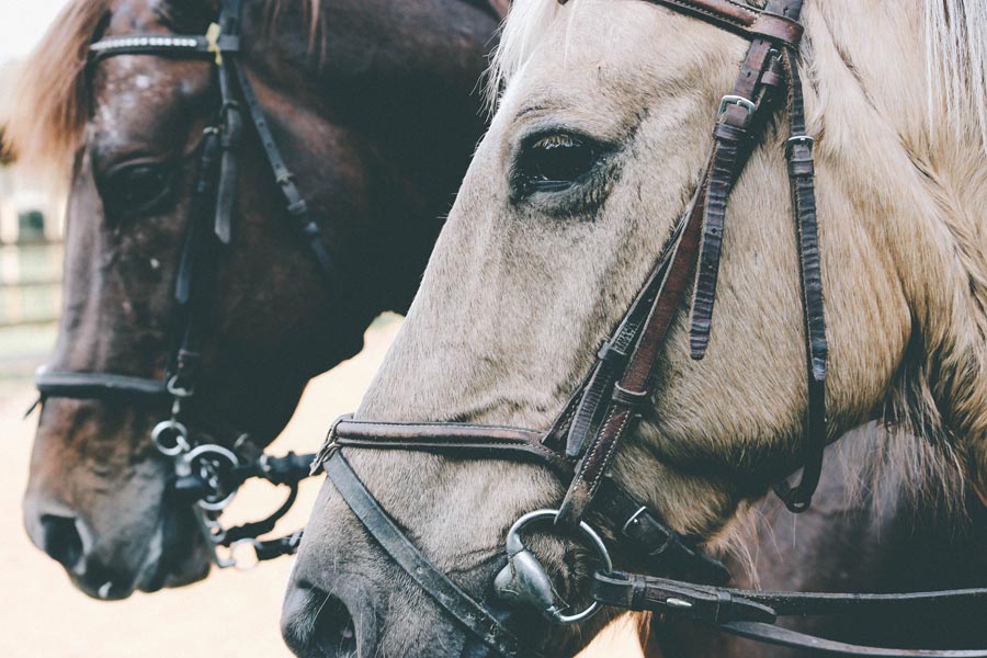 close up of two horse heads