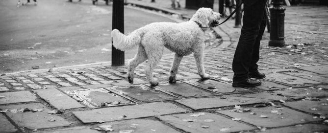 black-and-white-photo-white-dog-on-lead-in-street