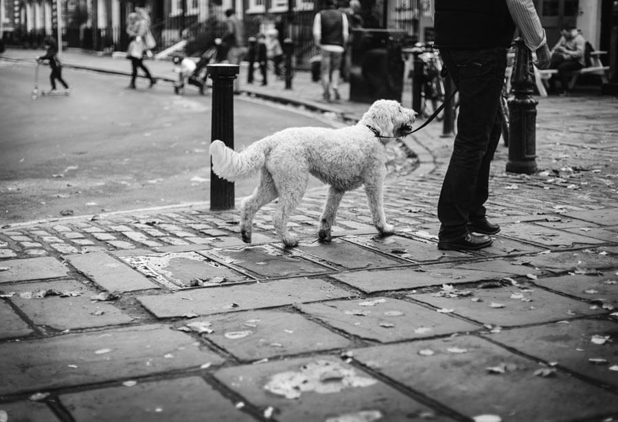 black-and-white-photo-white-dog-on-lead-in-street