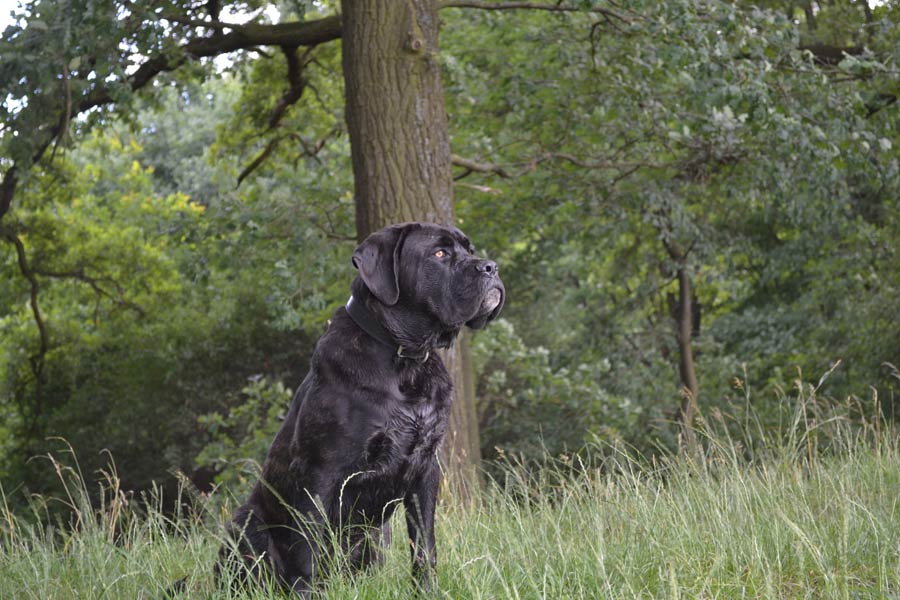 Black dog sitting in long grass