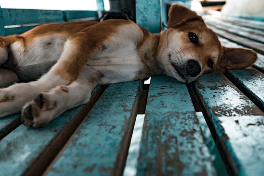 dog lying on its side, outdoors