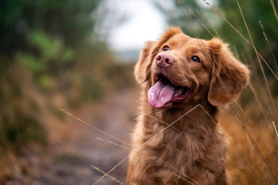 brown dog sitting outdoors with tongue out