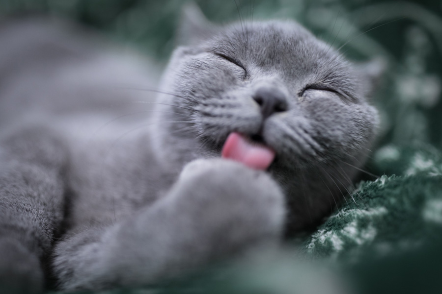 grey cat licking its paw