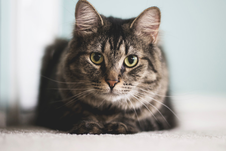 grey and black cat sitting on the floor