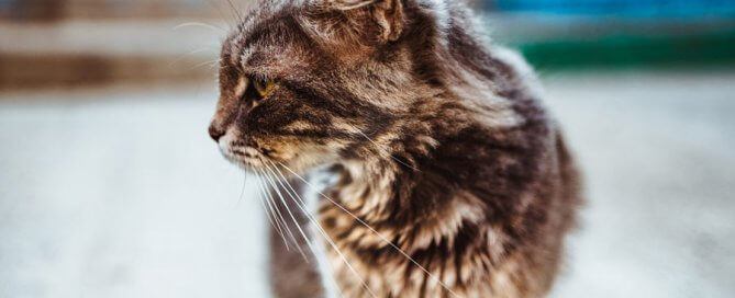 close up of tabby cat