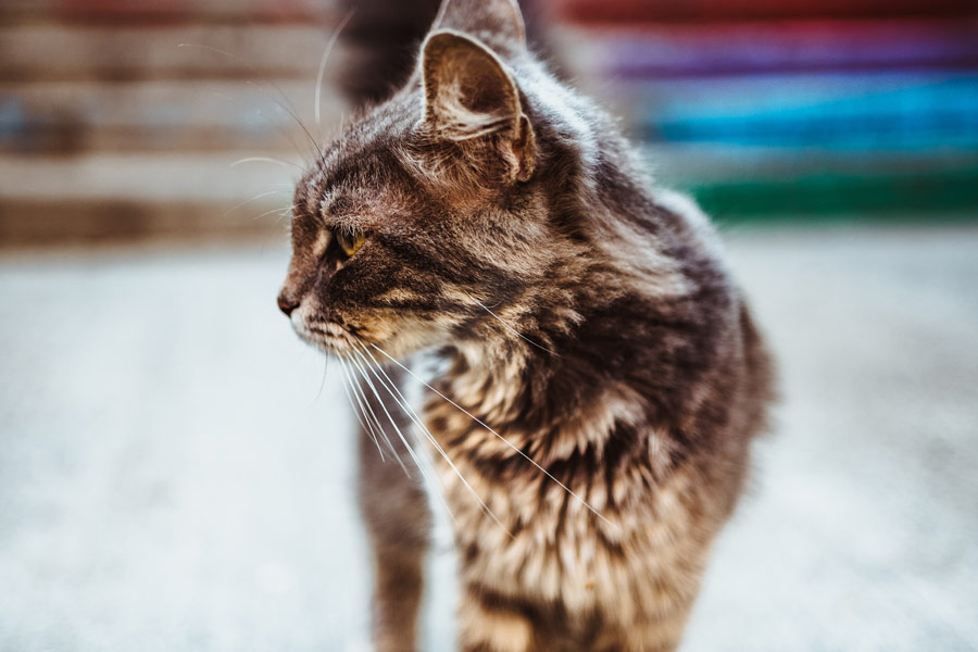 close up of tabby cat