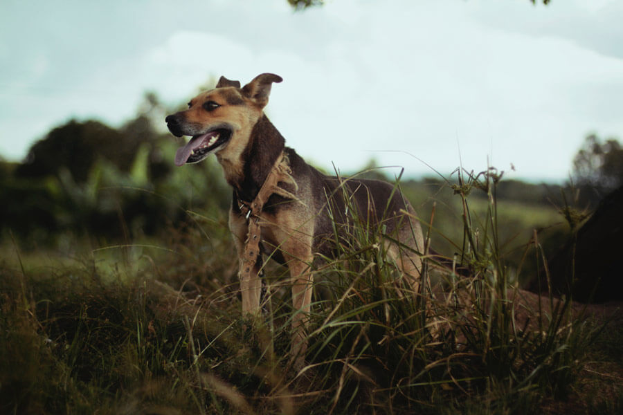 dog outdoors on leash