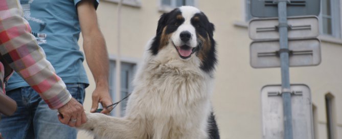 dog shaking hands with a human