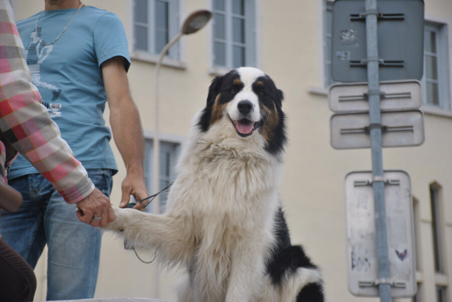 dog shaking hands with a human