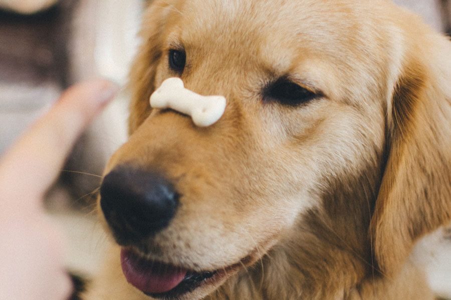 golden retriever with pet treat on his nose