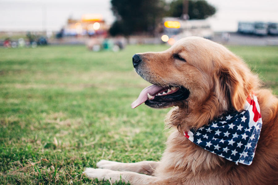 golden retriever lying on the grass