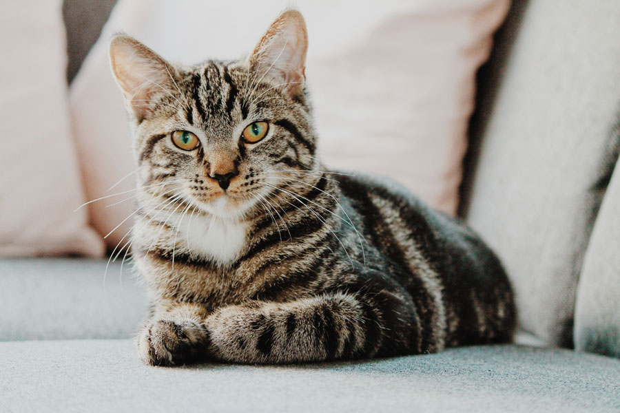 grey tabby cat sitting on sofa