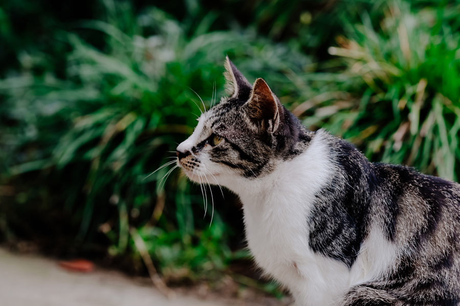 grey and white cat outdoors