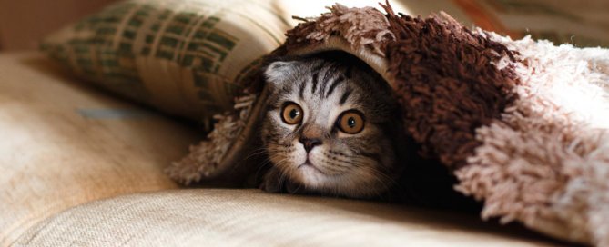 grey cat under blanket