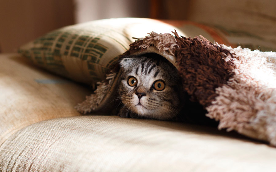 grey cat under blanket