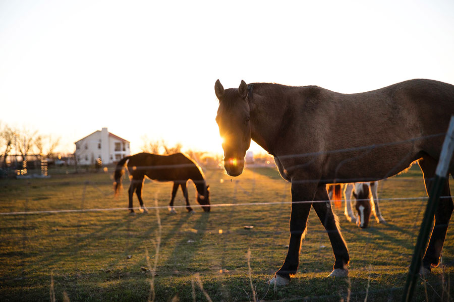 horses in field