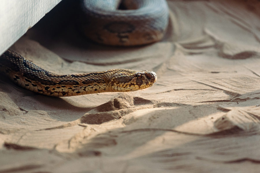 Brown snake in the sand