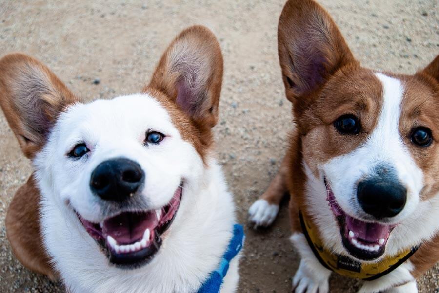 two corgis, smiling