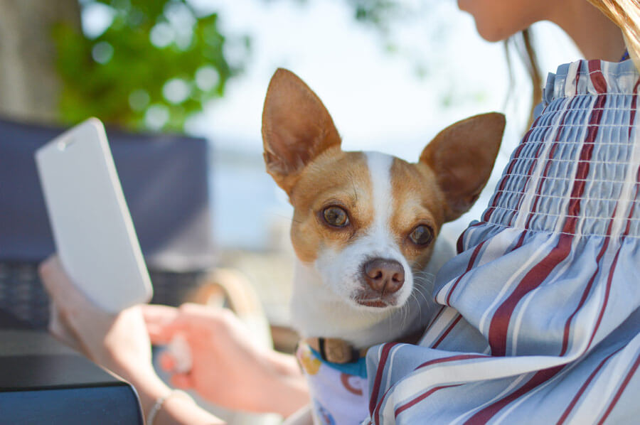 Chihuahua in woman's arms