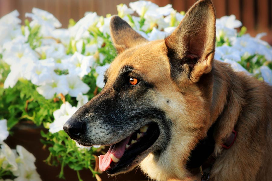 German Shepherd next to flower bed