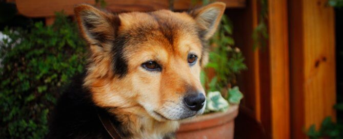 black and brown dog outdoors, plants in background