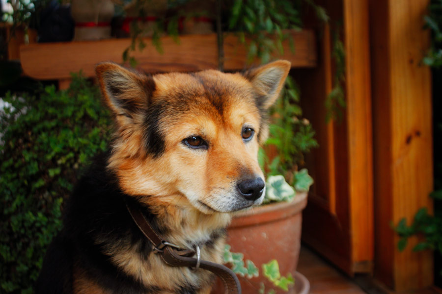 black and brown dog outdoors, plants in background