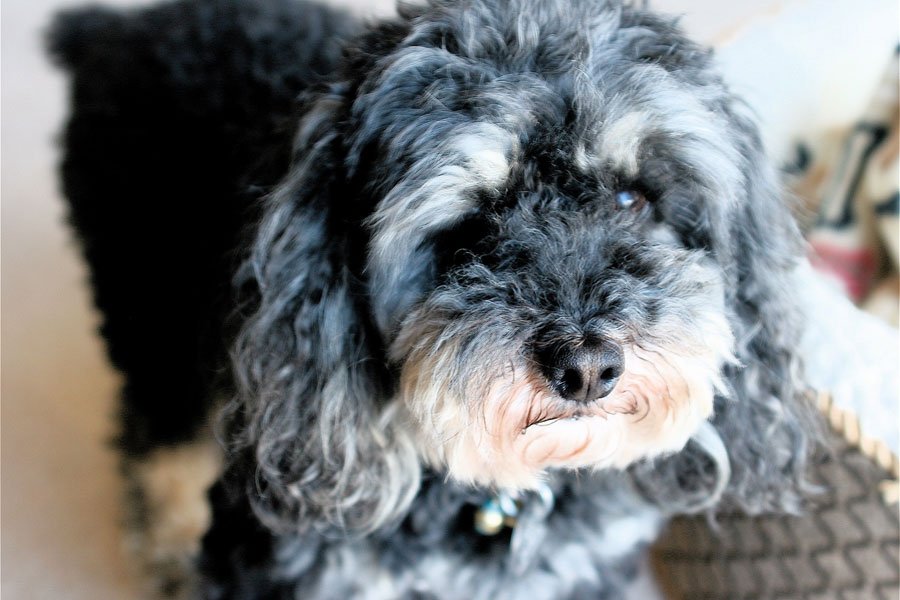 black and grey curly-haired dog