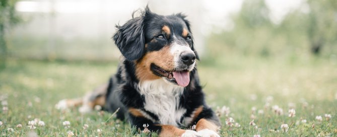 healthy dog lying outdoors