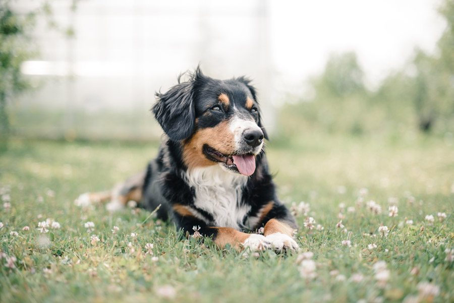 healthy dog lying outdoors