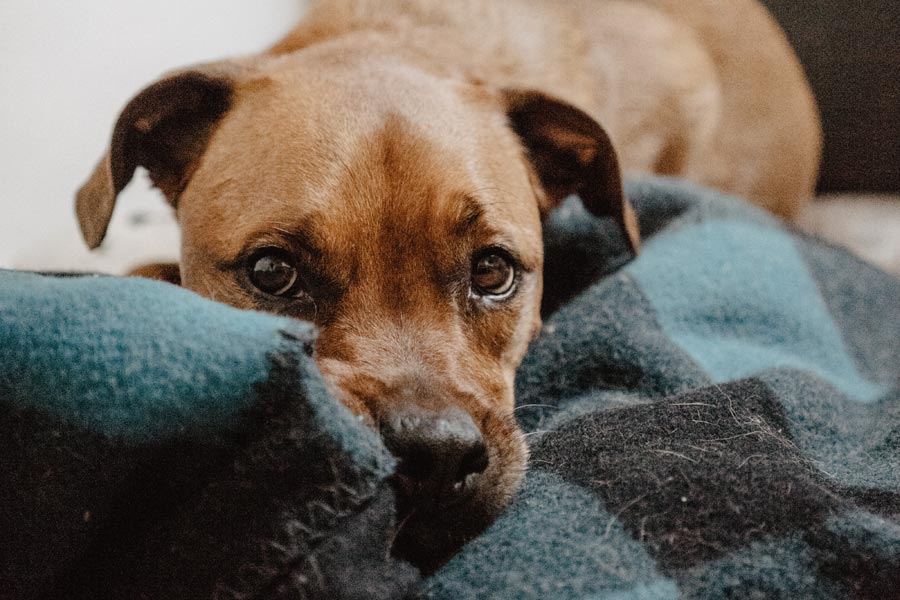 cute brown dog lying on blanket, canine heartworm symptoms