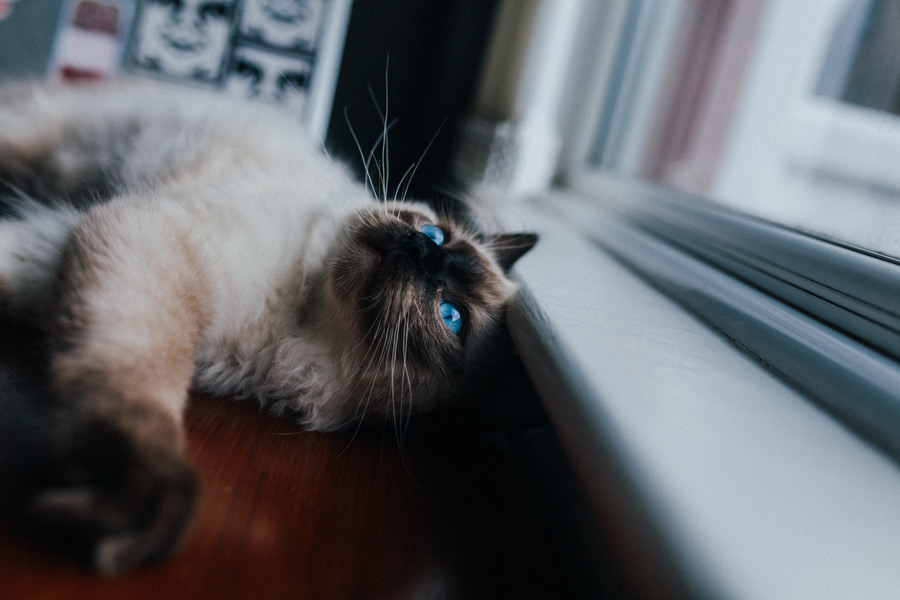 cat lying by window