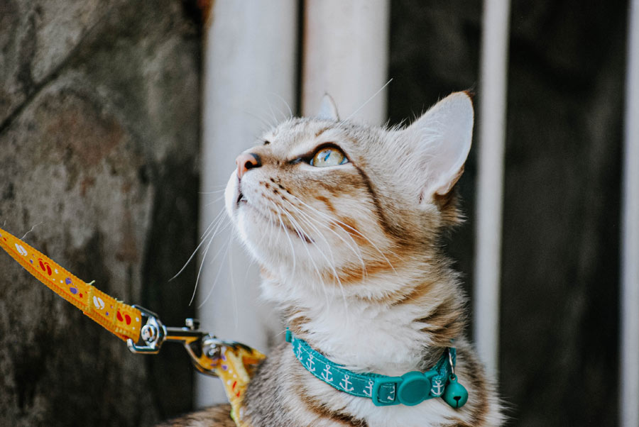 cat on a leash