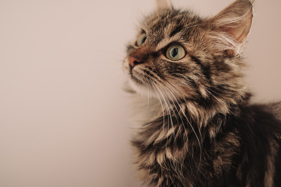 cute brown and black kitten