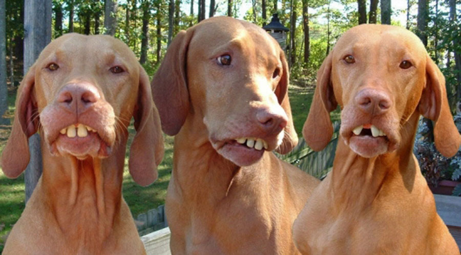 funny pic of three brown dogs with big teeth