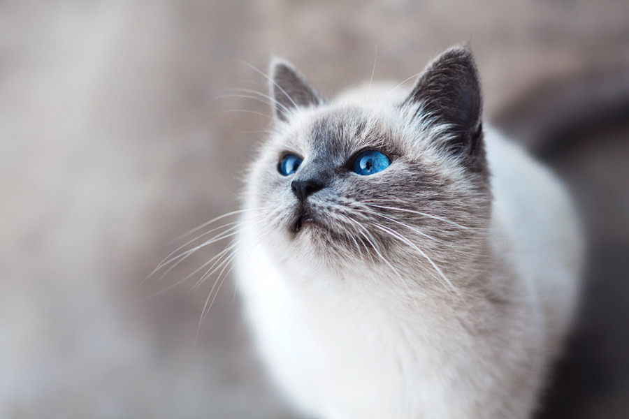 white and grey cat, how to train a cat