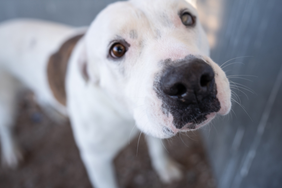 puppy national pet adoption day