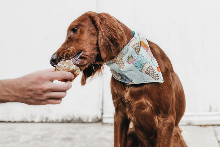 red setter eating ice-cream, treat