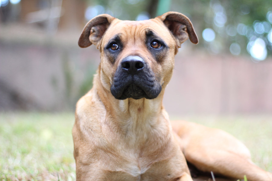 short coated brown dog