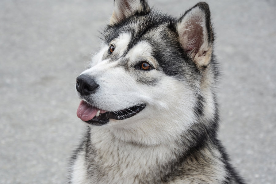 siberian husky