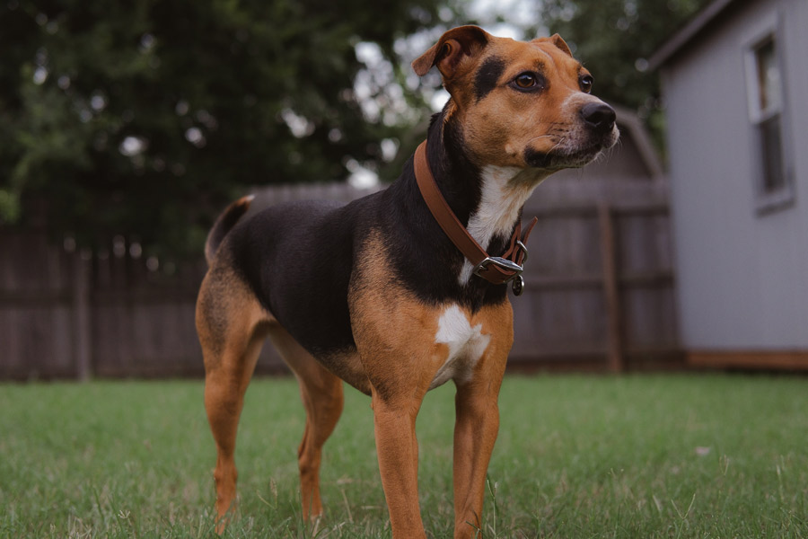 jack russell standing in garden